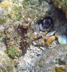 Holding hands! I came upon this scene in very shallow wat... by Robert Sherer 